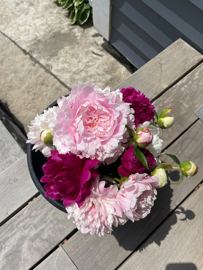 Peony Bloom Bucket (25 Stems)