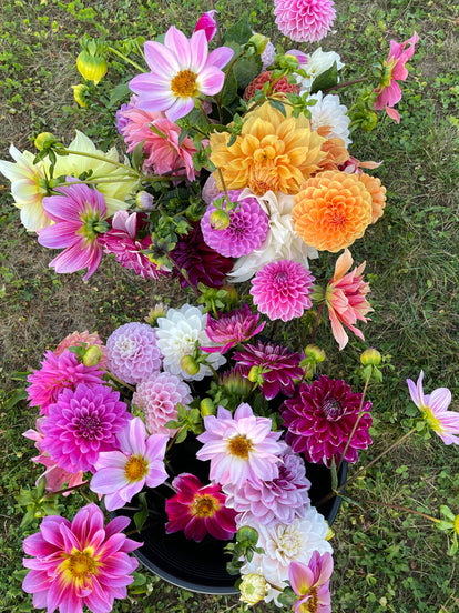 Dahlia Bloom Bucket (30 Stems)