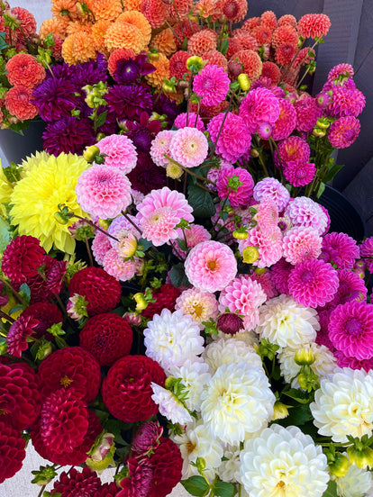 Dahlia Bloom Bucket (30 Stems)